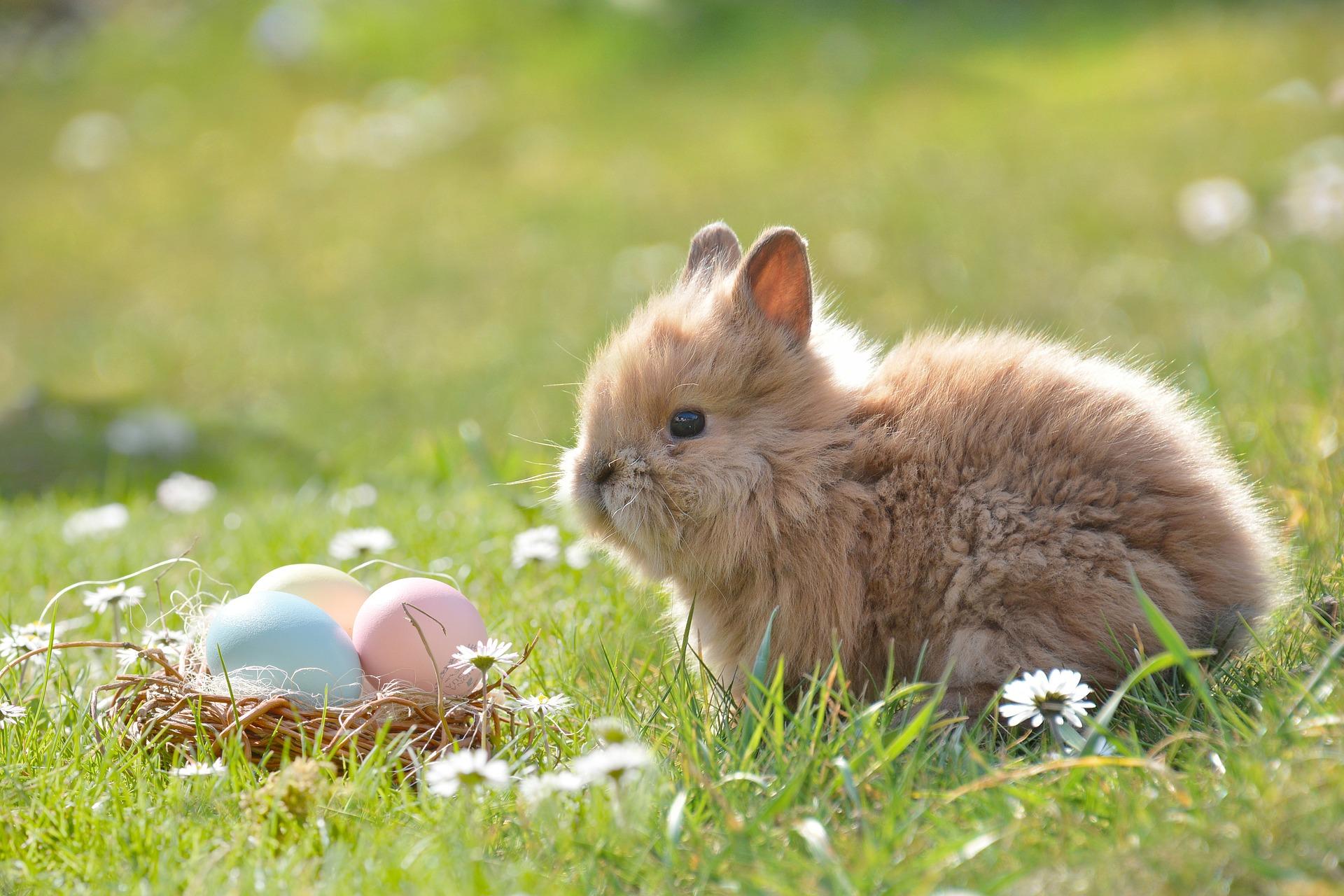 Le lapin de Pâques passe-t-il par l’Australie ?